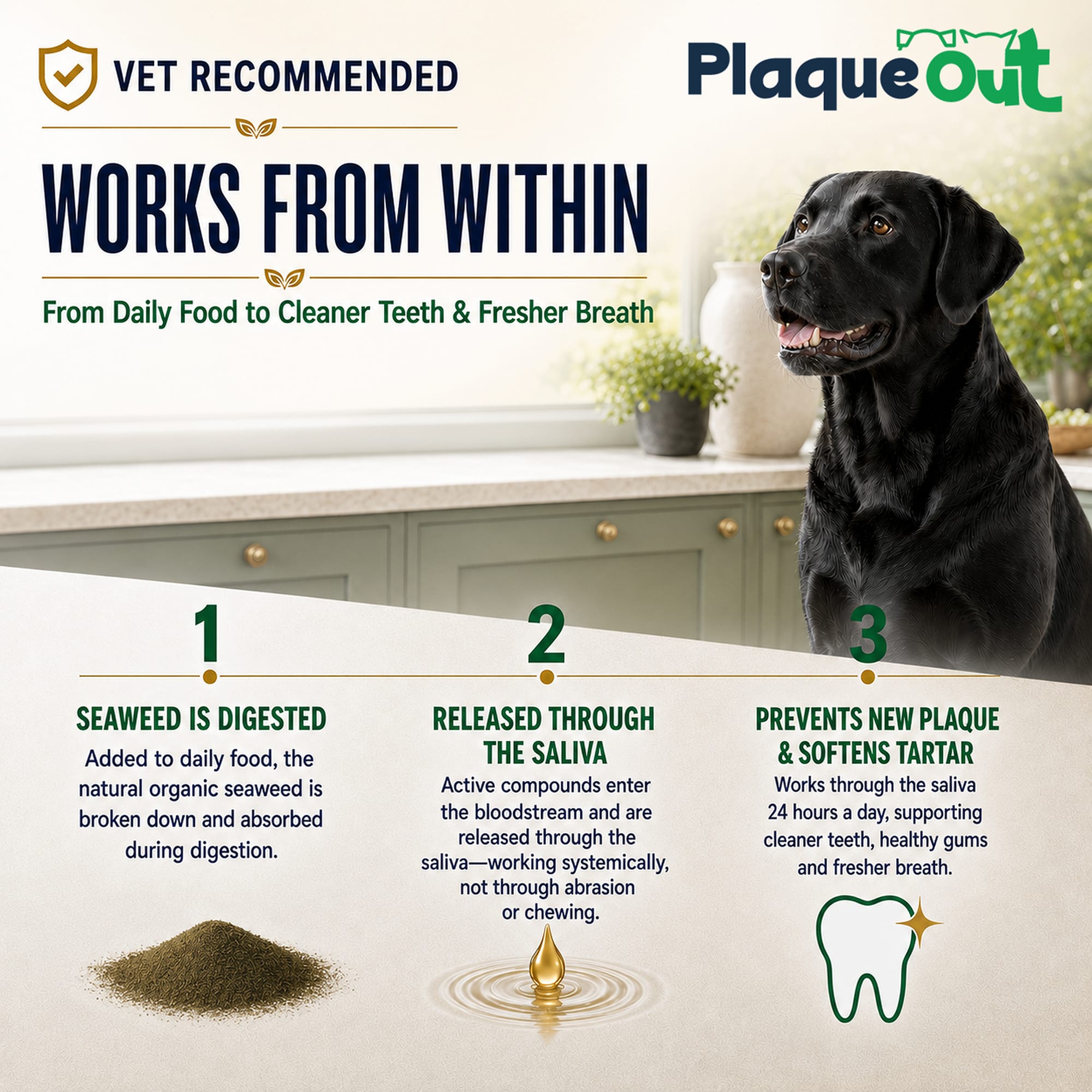 PLAQUE OUT 200g Pouch - Plaque & Tartar Remover - 100% Natural Seaweed Powder - Image 4